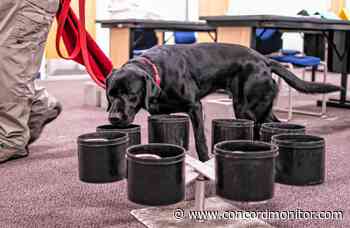 Arson dogs from around the country – and Canada too – trained in Concord - Concord Monitor