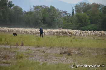Pastoralismo, si comincia a Spirano con la Festa della pecora gigante bergamasca - Prima Treviglio