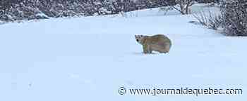 L’ours polaire en cavale «neutralisé» en Gaspésie