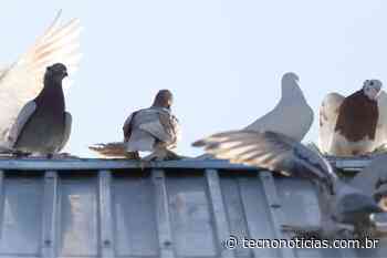 Eliminar pombos do telhado: aprenda métodos caseiros que facilitarão sua vida e não machucam os pássaros - Tecno Notícias