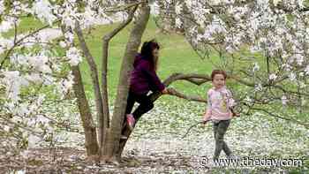 The Day - Windy Wilcox is in full bloom - News from southeastern Connecticut - theday.com