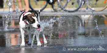 A Bergerac, la crotte de chien peut coûter jusqu'à... 750 euros