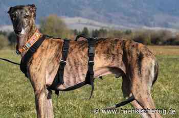 Galgo „Sky“ braucht geduldige Menschen - Fränkischer Tag