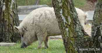 Voorbijganger spot wit everzwijn in Neerpelt: “Nog nooit eerder gezien” - Het Laatste Nieuws