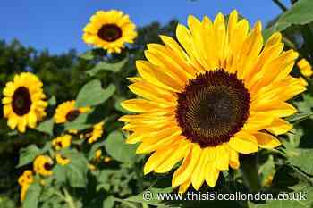 Shortage of Sunflower Oil