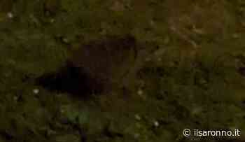 Letargo finito: riccio a spasso per Saronno - ilSaronno