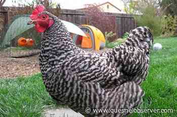 B.C. avian flu outbreak extends to West Kootenay - Quesnel - Cariboo Observer