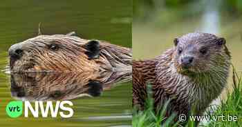 Oost-Vlaanderen beschouwt bever en otter voortaan als "prioritaire diersoorten" - Vlaamse Radio- en Televisieomroeporganisatie