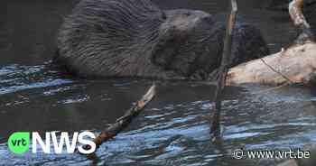 Bever knaagt verder aan boom in Halve Maan Diest, die dreigt om te vallen - Vlaamse Radio- en Televisieomroeporganisatie