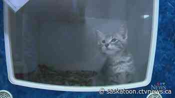 Saskatoon SPCA could have new contract with city by July to address 'financial strain' of running pound