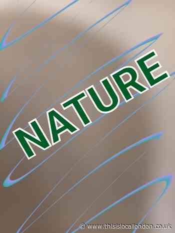 environment