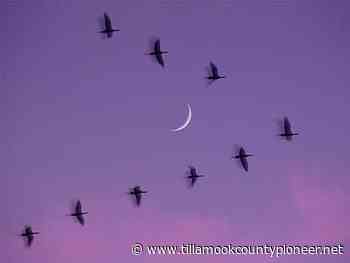 ASTROLOGY: New Moon Solar Eclipse In Taurus 2022 — The portal of beautiful imagination opens – Tillamook County Pioneer - Tillamook County Pioneer