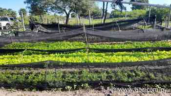 Productores piden potenciar horticultura en Fuerte Olimpo - ABC Color