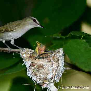 Opinion | Never mind beavers, birds are great builders: Durham columnist - Toronto Star