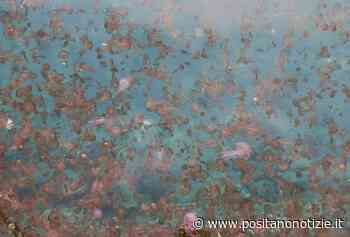 Positano, Massa Lubrense e Sorrento invase dalle meduse: cambiamenti climatici o eccessivo sfruttamento... - Positano Notizie