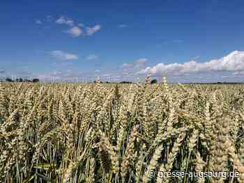 Landwirtschaftsminister will Ukraine bei Weizen-Export helfen | Presse Augsburg - Presse Augsburg