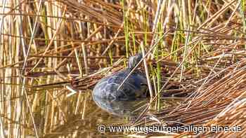 Augsburg: Neue "Campus Turtle"? Exotische Wasserschildkröte taucht im Unisee auf | Augsburger Allgemeine - Augsburger Allgemeine