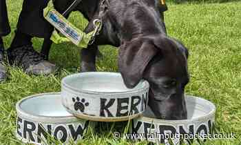 'Superhero' guide dog puppy Kernow makes his first visit to Cornwall - Falmouth Packet
