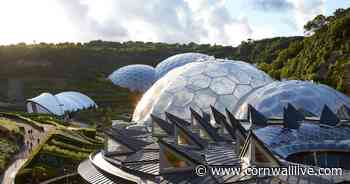 Eden Project lays plastic grass to stop kids getting muddy - Cornwall Live