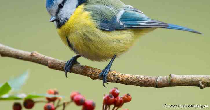 Insekten, Beeren etc.: Vogelfreundliche Gärten gesucht