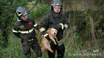 I volontari dei Vigili del Fuoco di Asolo salvano un cagnolino finito nell'Astego: tornerà dai suoi padroni - Qdpnews.it - notizie online dell'Alta Marca Trevigiana