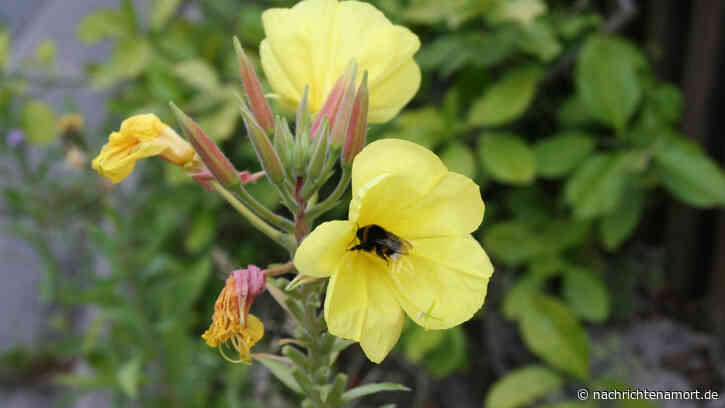 Für mehr Natur in heimischen Gärten