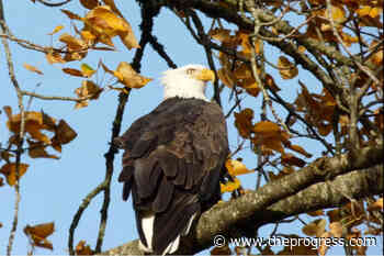 Avian flu confirmed in bald eagle found near 100 Mile House – Chilliwack Progress - Chilliwack Progress