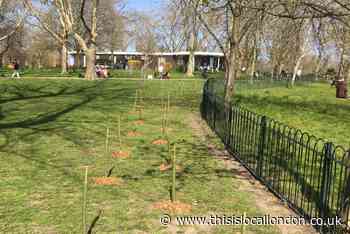 Haringey Council dug up 200 newly-planted trees on Earth Day