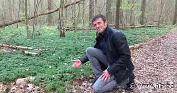 Bertembos breidt uit op Herents grondgebied: 1.800 bomen erbij - Het Laatste Nieuws