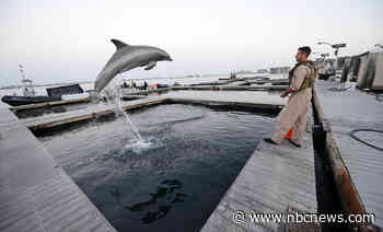 Why Russia is using dolphins to guard its navy ships. No, that’s not a code name.
