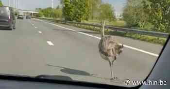 Emoe gespot op E40 van Brugge naar Gent - Het Laatste Nieuws