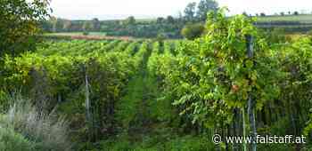 »Essen vor Ort«: Kulinarik an außergewöhnlichen Orten am Wagram