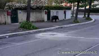 Termoli: Incontri ravvicinati - Termoli Online