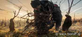 »Wine Photographer of the Year 2022«: Die Siegerfotos