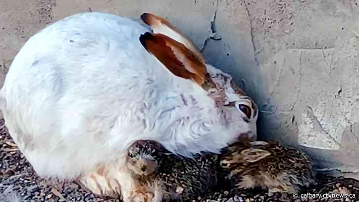 Warm in Calgary for the next few days