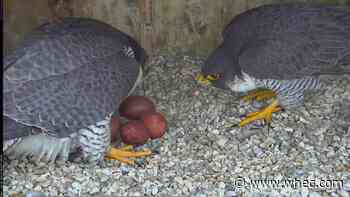 Falcon couple on Times Square Building finally named