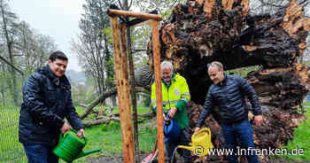 Coburg: Oberbürgermeister pflanzt "Green-Deal-Linde" im Hofgarten