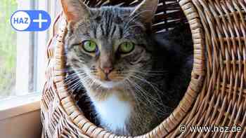 Hemmingen: Arnumer Tierschutzverein Hände für Pfoten vermittelt Kater - HAZ