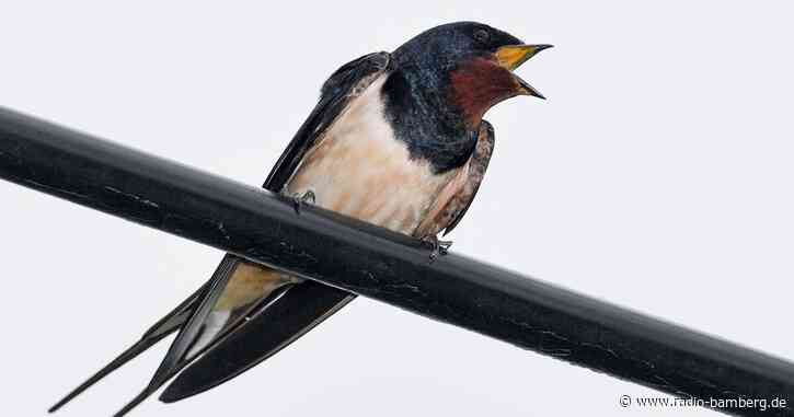 Bürger in der Rhön: Brutplätze von Schwalbe und Co. melden