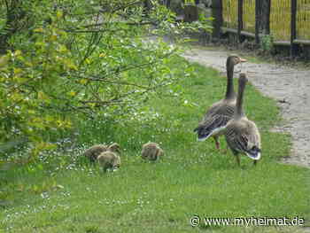Nicht nur am Wittenberger Schwanenteich ! - Lutherstadt Wittenberg - myheimat.de