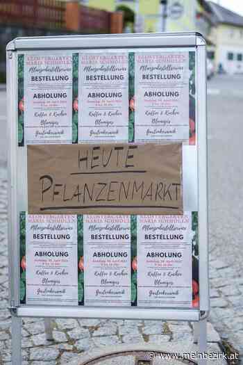 Pflanzenmarkt Maria Schmolln: Pflanzenmarkt im Klostergarten - Braunau - meinbezirk.at
