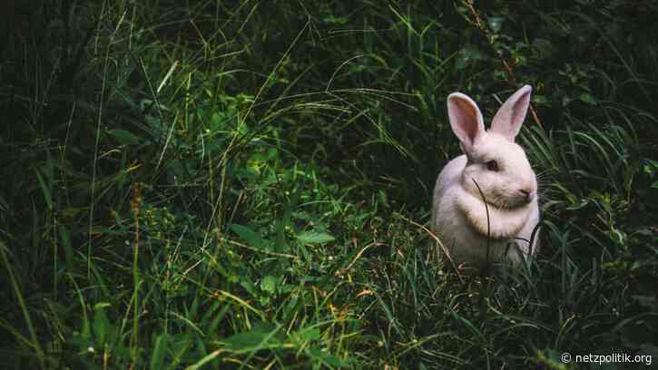 Online-Radikalisierung: YouTube-Algorithmus wohl harmloser als gedacht