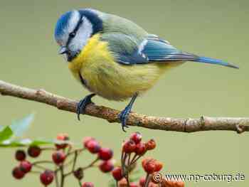 Tierschutz - Insekten, Beeren etc.: Vogelfreundliche Gärten gesucht - Neue Presse Coburg