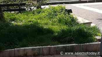 Salerno, al via i lavori di manutenzione per il taglio dell’erba in città - SalernoToday