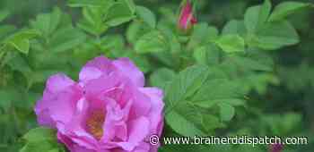 Ask the Master Gardener: A Mother's Day gift that can last for years - Brainerd Dispatch