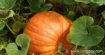 Ask a Master Gardener: Pumpkins | Home And Garden | nrtoday.com - NRToday.com