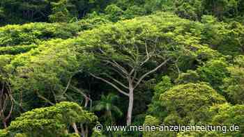 UN: Wälder mitentscheidend im Kampf gegen Klimawandel