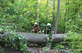 FW-BO: Umgestürzter Baum, viel Glück gehabt!