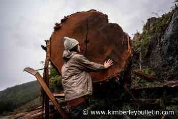 Evidence of logging, cutting permits in proposed old growth deferrals: Wildsight - Kimberley Bulletin