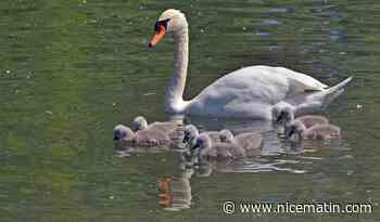 Sept bébés cygnes aperçus dans le Loup à Villeneuve-Loubet